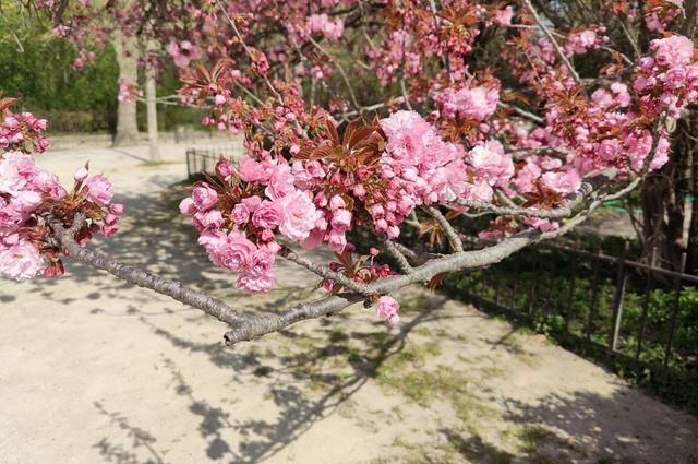 Eugene Tassart / Paris10.pl Jardin du Plantes