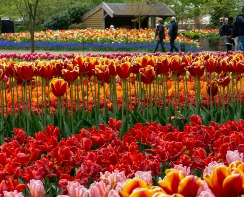 Jak dostać się do Parku Keukenhof z Amsterdamu