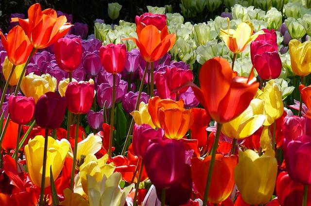 Pixabay Amsterdam w marcu