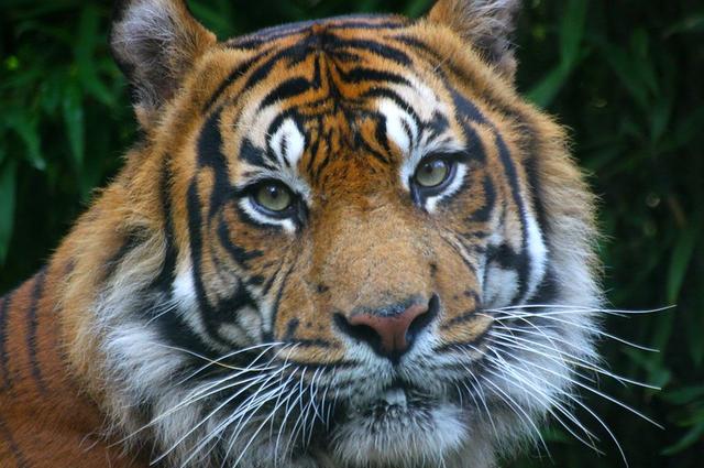 Zdjęcie: neiljs / Attribution 2.0 Generic (CC BY 2.0) London Zoo