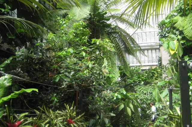 Zdjęcie: Peter Trimming / CC BY-SA 2.0 Barbican Conservatory