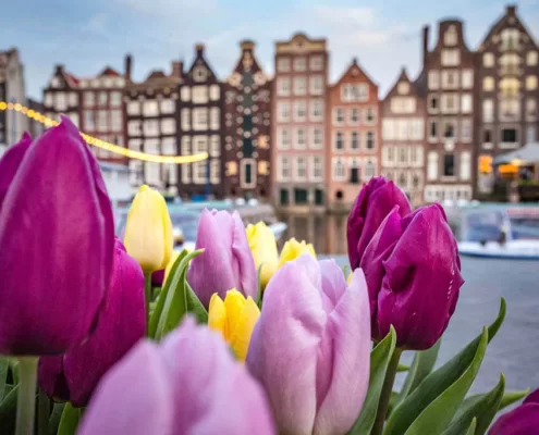 Amsterdam w maju: tulipany wciąż kwitną