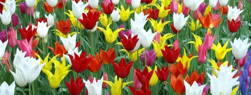 Amsterdam w kwietniu: kwitnące tulipany i Dzień Króla