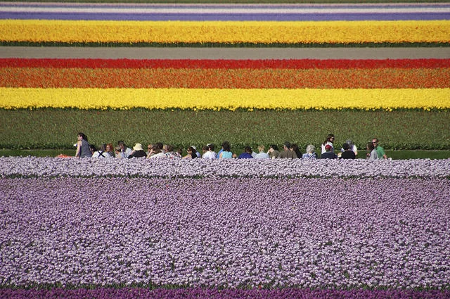 Fot. Heribert Bechen / flickr.com / CC BY 2.0 Wystawy tulipanów w Parku Narodowym Keukenhof