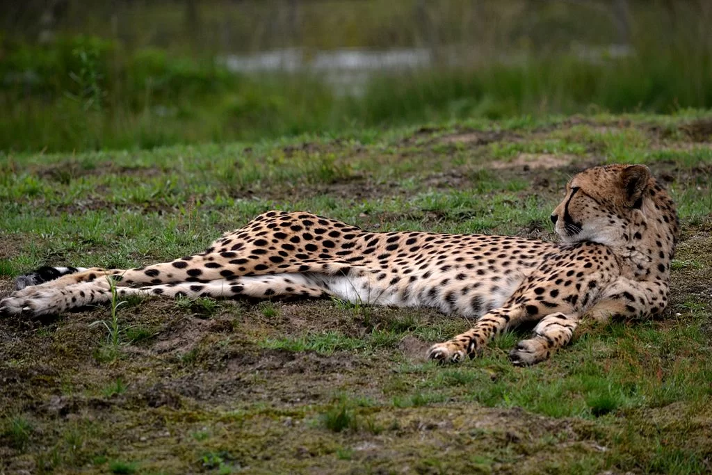 Beekse Bergen Beekse Bergen
