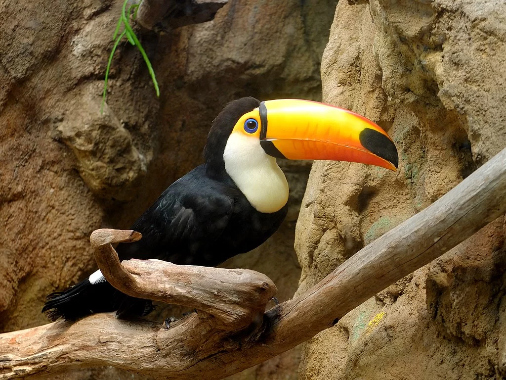 Park Ptaków «Avifauna» Park Ptaków «Avifauna»