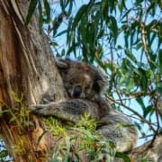 5 najlepszych miejsc do zobaczenia w Australii