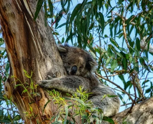 5 najlepszych miejsc do zobaczenia w Australii