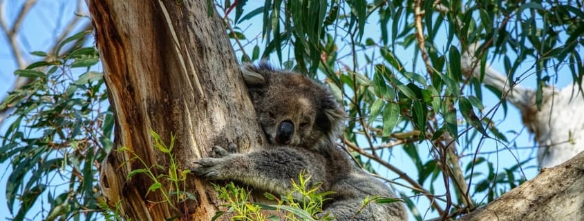 5 najlepszych miejsc do zobaczenia w Australii 5 najlepszych miejsc do zobaczenia w Australii