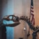 American Museum of Natural History