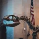 American Museum of Natural History
