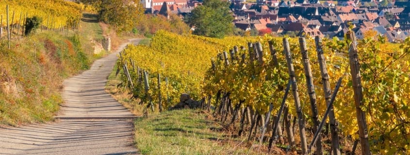Szlak winny Alzacji Szlak winny Alzacji
