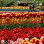 Jak dostać się do Parku Keukenhof z Amsterdamu