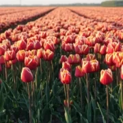 Pola tulipanów w Holandii