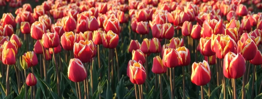 Pola tulipanów w Holandii