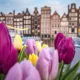 Amsterdam w maju: tulipany wciąż kwitną