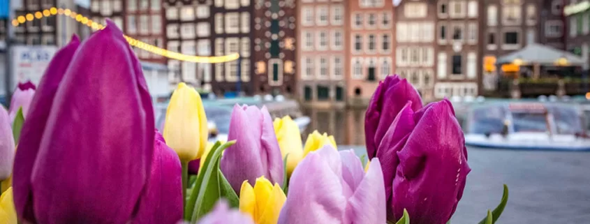 Amsterdam w maju: tulipany wciąż kwitną