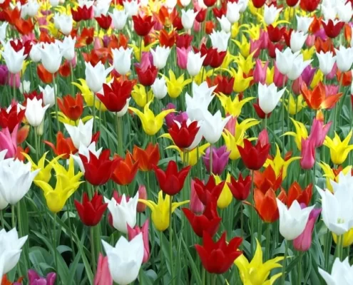 Amsterdam w kwietniu: kwitnące tulipany i Dzień Króla