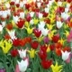Amsterdam w kwietniu: kwitnące tulipany i Dzień Króla